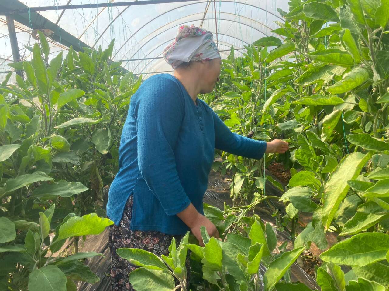 Köyceğiz’de Sel Felaketi Seraları Vurdu: Üretici Zorlandı, Fiyatlar Artışta 6